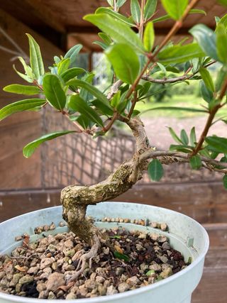 prebonsai shohin melograno