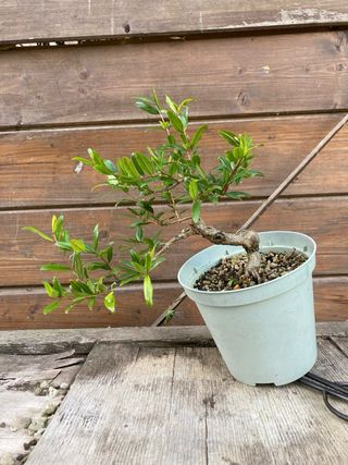 prebonsai shohin melograno