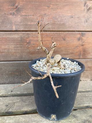prebonsai shohin melograno