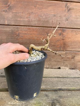 prebonsai shohin melograno