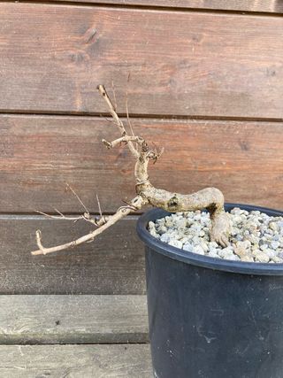 prebonsai shohin melograno