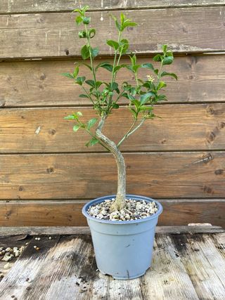 prebonsai shohin evonimo 