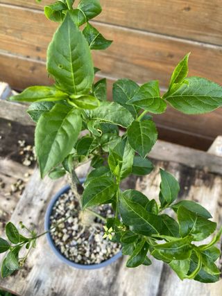 prebonsai shohin evonimo 
