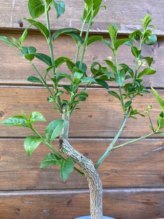 prebonsai shohin evonimo 