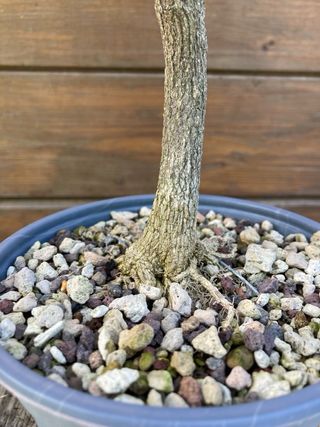 prebonsai shohin evonimo 