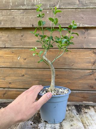 prebonsai shohin evonimo 