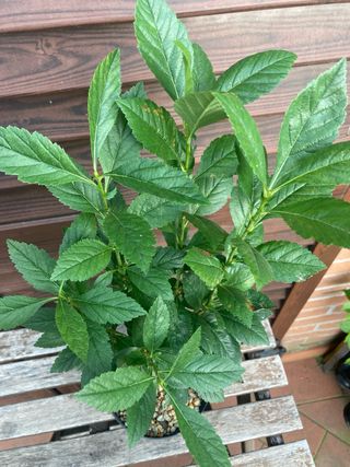 prebonsai shohin melo