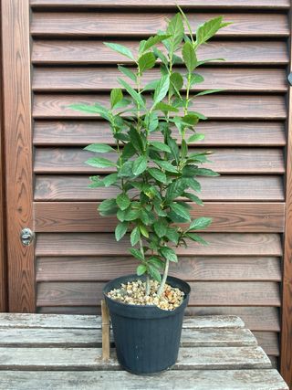 prebonsai shohin melo