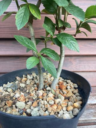 prebonsai shohin melo