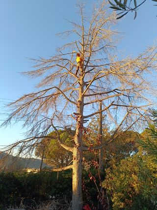 tala poda de árboles limpieza palmeras