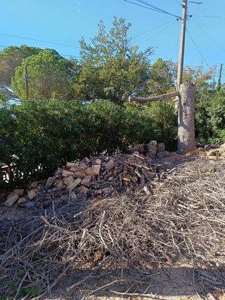 tala poda de árboles limpieza palmeras