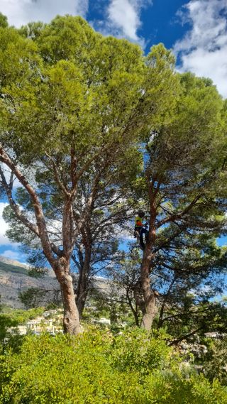 PODAS EN ALTURA