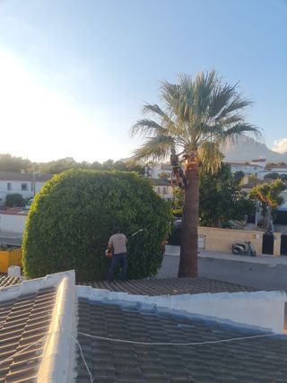PODAS EN ALTURA