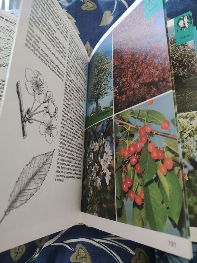 Libro Árboles Guías de Naturales Blume