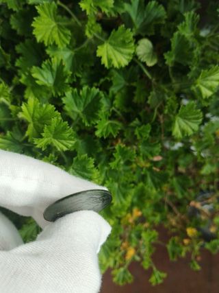 🪙 MONEDA 5centimos 1879 Alfonso XII