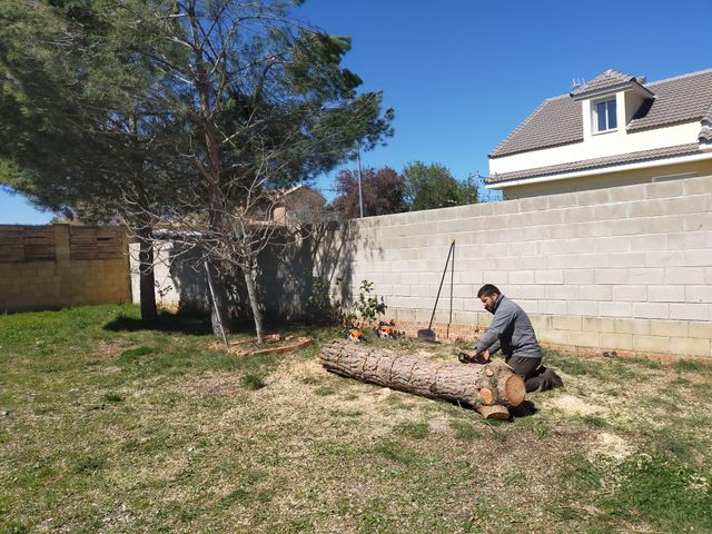 Poda y tala de arboles