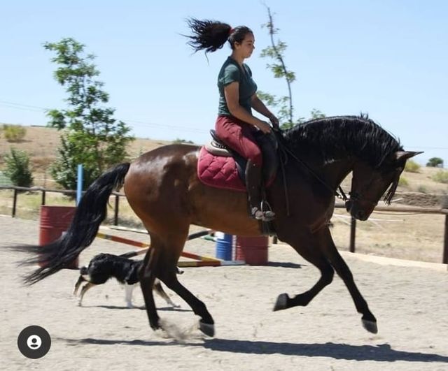 Doma y desbrave de caballos y potros