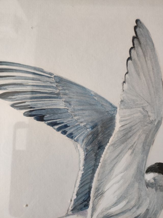 ACUARELA DE CORKORAN