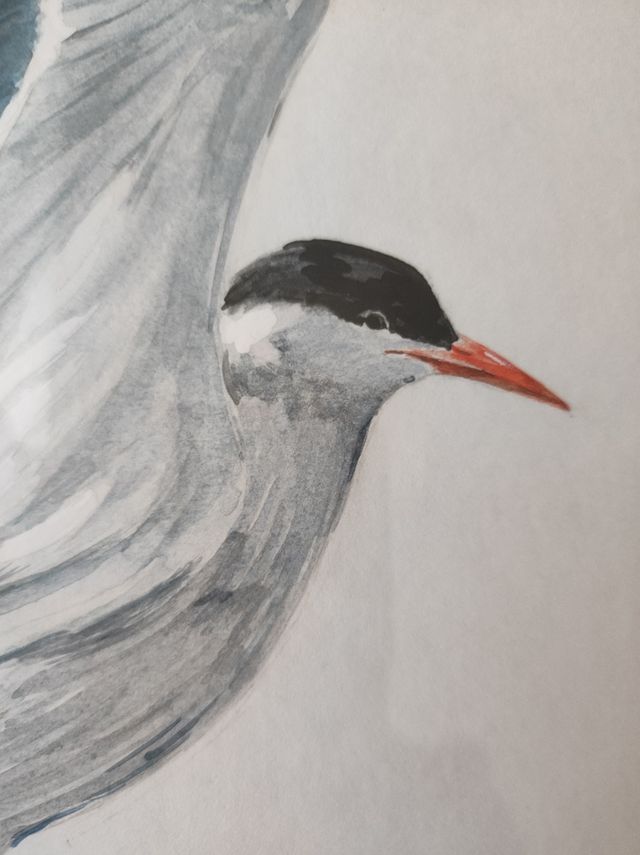 ACUARELA DE CORKORAN