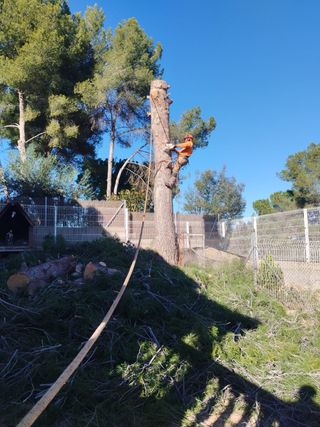 Limpieza parcelas tala poda palmeras 7