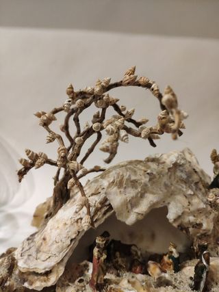 Presepe in ostriche e conchiglie