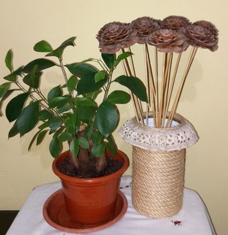 Rosas de piñas del Himalaya