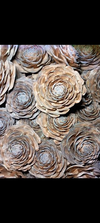 Rosas de piñas del Himalaya