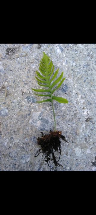 Plantas Helecho en Ramitas OFERTA