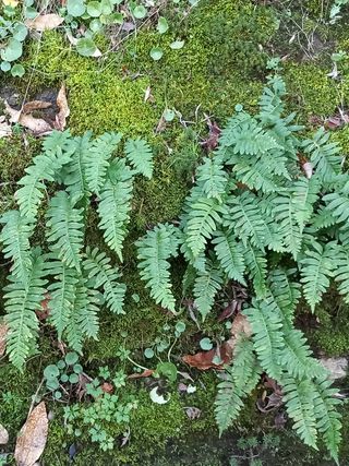 Plantas Helecho en Ramitas OFERTA