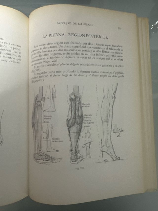 Anatomia Artistica del Hombre