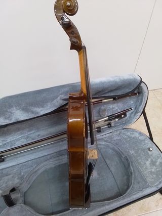 Viola stentor 12"