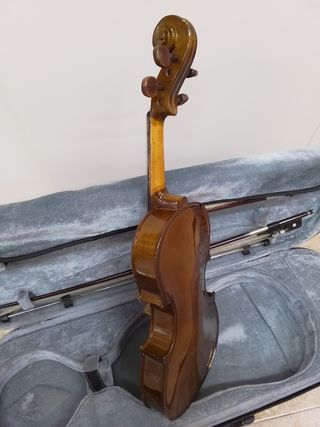 Viola stentor 12"