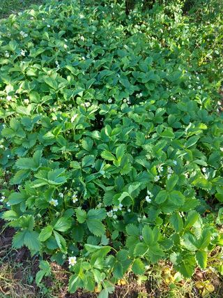 Planta de fresa Garriguete