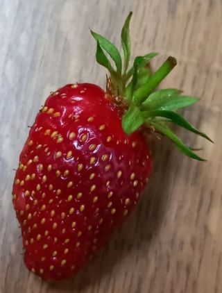 Planta de fresa Garriguete