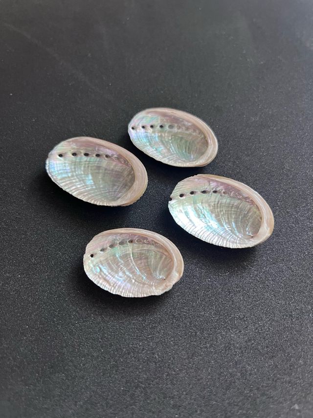 Lote de 4 Orejas de mar Haliotis Glabra