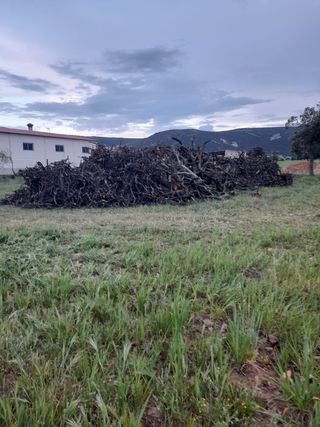 Leña de encina