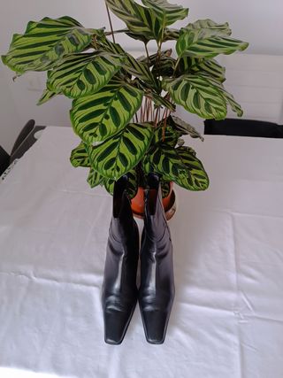 Botas altas 