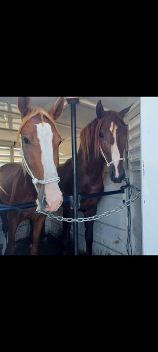 Transporte de caballos