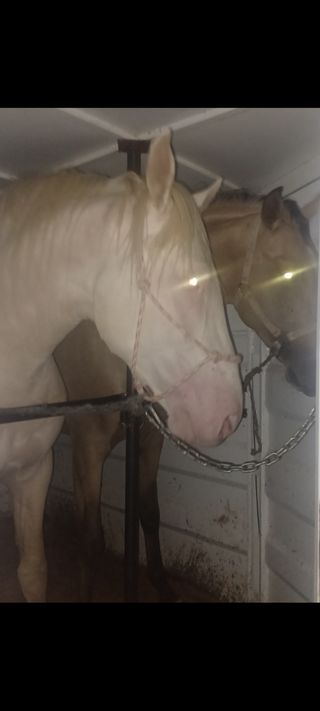 Transporte de caballos