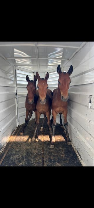 Transporte de caballos