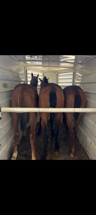 Transporte de caballos