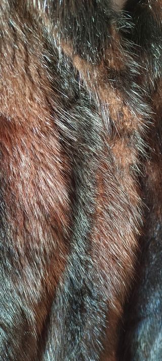 Abrigo de piel de rata almizclera