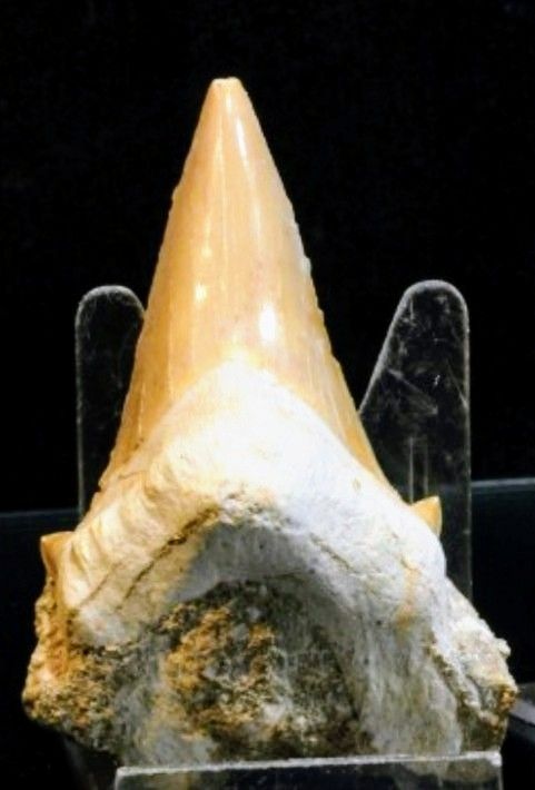 Fósiles Garra Dinosaurio Velociraptor Certificado