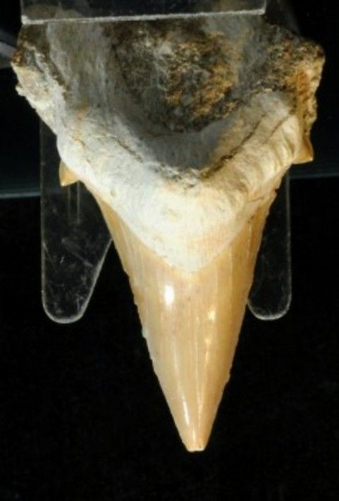 Fósiles Garra Dinosaurio Velociraptor Certificado