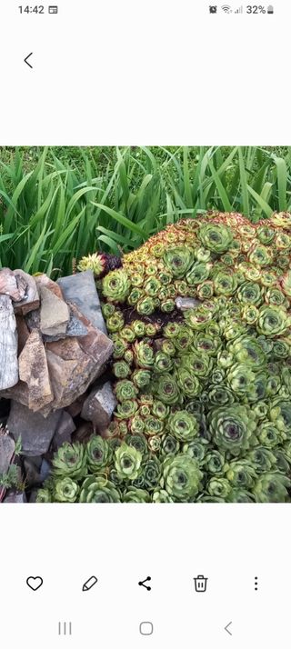 Plantas Siemprevivas