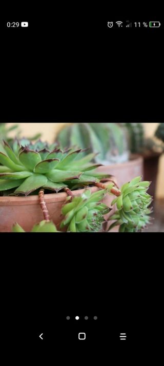 Plantas Siemprevivas