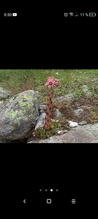 Plantas Siemprevivas