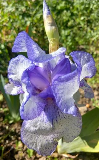 Plantas Iris Germanica  varios colores , Lirios