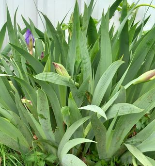 Plantas Iris Germanica  varios colores , Lirios