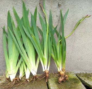 Plantas Iris Germanica  varios colores , Lirios